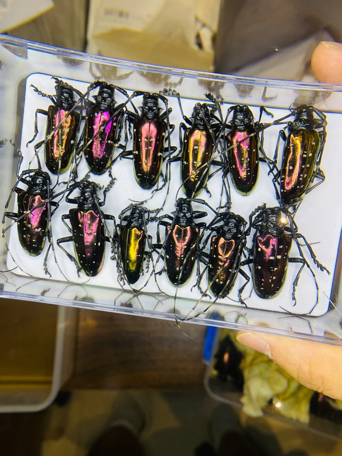Home Decor Vietnam - 베트남 Dicronorhina Debyana 황금 거북이 과학